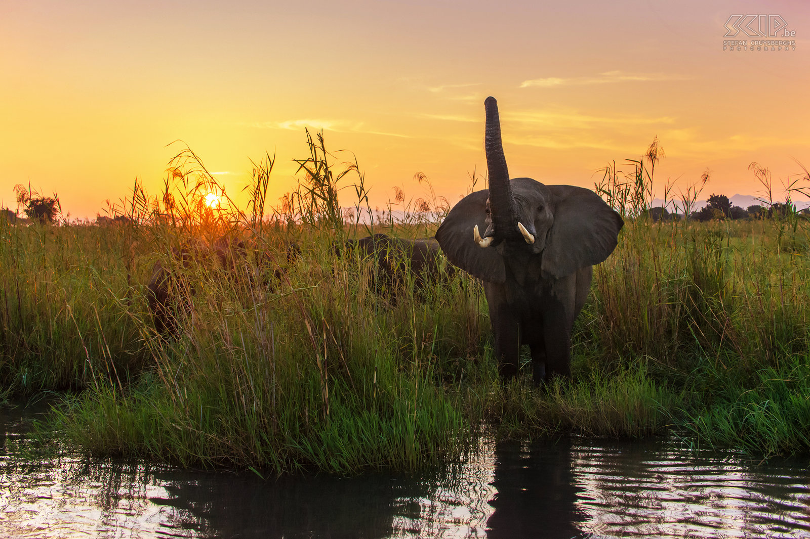Lower Zambezi - Olifant bij zonsondergang De zonsondergang aan de rivier was wondermooi en we zagen een groep olifanten aan de rivieroever drinken. Stefan Cruysberghs